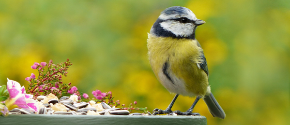 Love Your Birds & Bird Watching – Tim Lodge Homevalue Athboy