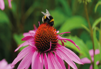 Keeping the Bee's Happy.