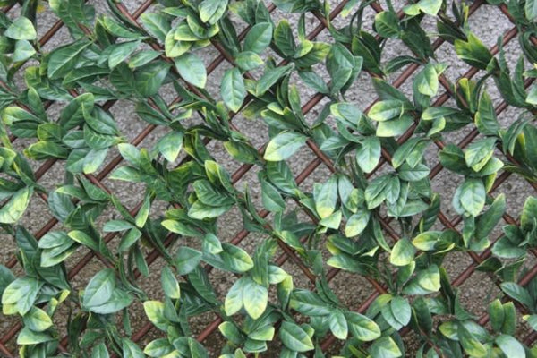 Laurel Leaf Trellis 0.6 x 1.8m